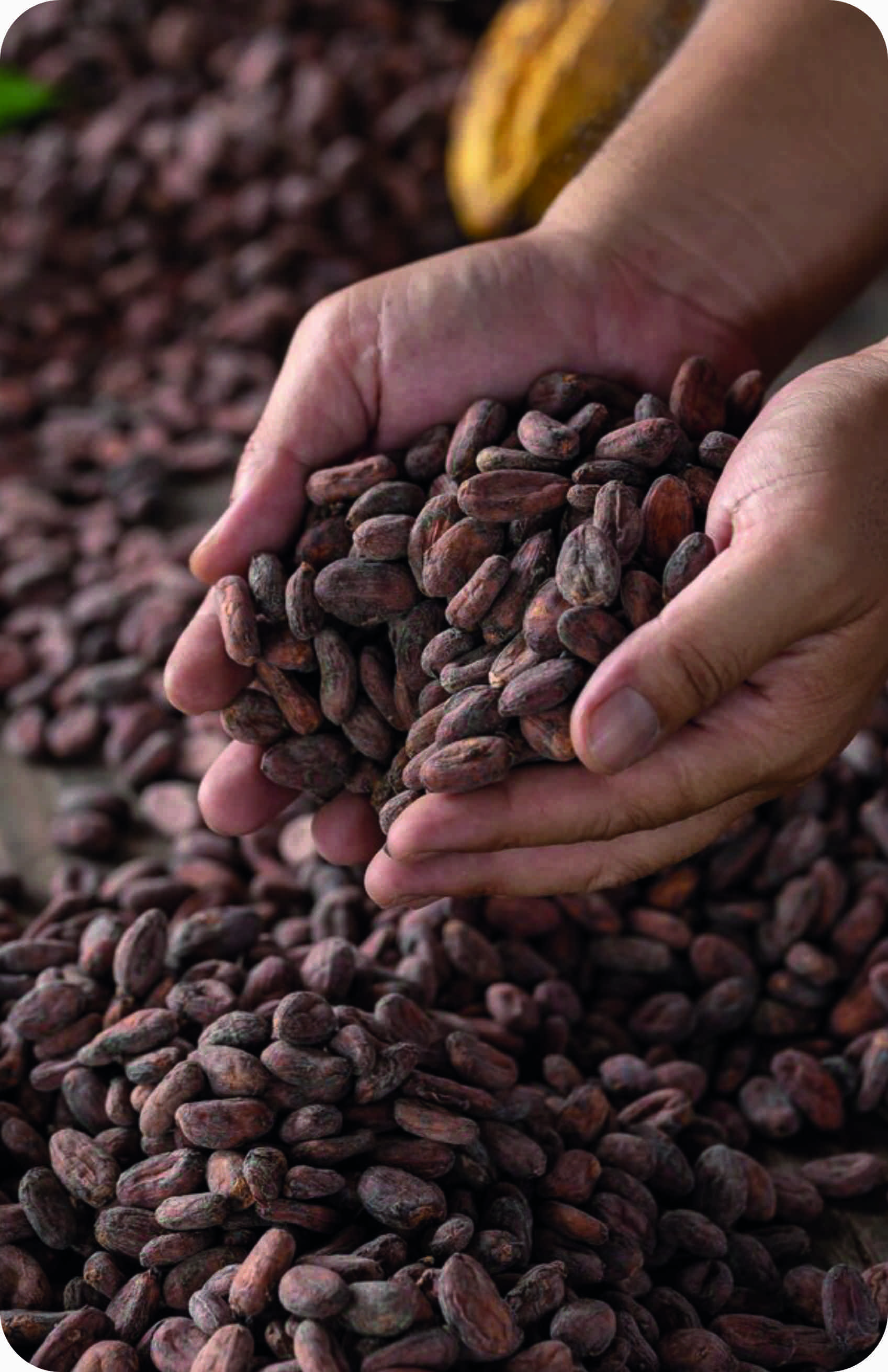 Manos con granos de café